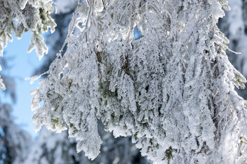 Spruce branches encrusted with hoarfrost and ice crystals glisten in bright winter sunlight against a clear blue sky, showcasing crisp cold and forest tranquility