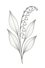Obraz premium Lily of the Valley Botanical Linework Tattoo Illustration