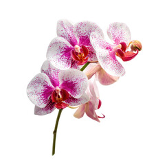 Fototapeta premium Bright pink and white orchids with spots bloom beautifully, showcasing their delicate features in a simple arrangement