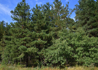 Pinus sylvestris - pine trees, the edge of a pine forest
