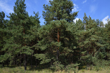 Pinus sylvestris - pine trees, the edge of a pine forest
