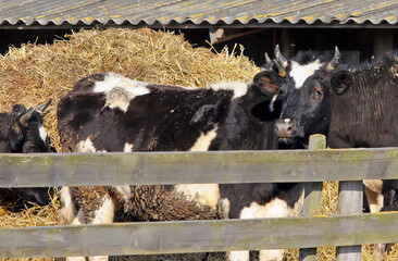 Cows resting near hay bales on a sunny day at a rural farm in early spring