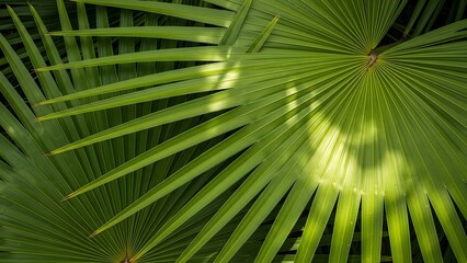 Obraz premium Green Palm Leaves Tropical Foliage with Sunlight Shadows in Natural Setting