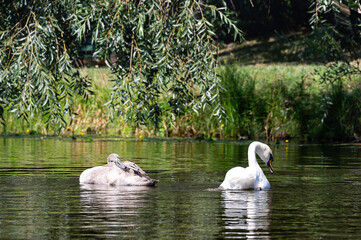 Two swans swimming in the lake. One gray the other white.