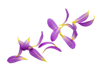 Purple flower petals scattered transparent background cutout png
