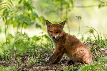 Naklejka premium A small cute red fox cub sits in the forest on a spring day