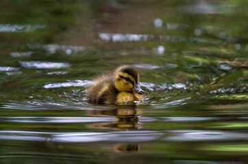 A fluffy mallard duckling swims across the green, sparkling water of a pond on a spring day
