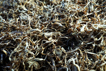 Shredded Native Turkish-Variant Tobacco for Hand-Rolling Cigarettes