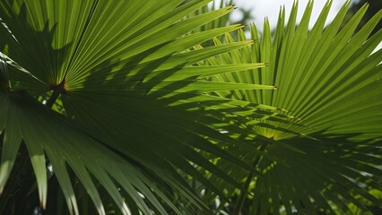 Green Palm Leaves Close Up in Bright Natural Light for Tropical and Nature Themes