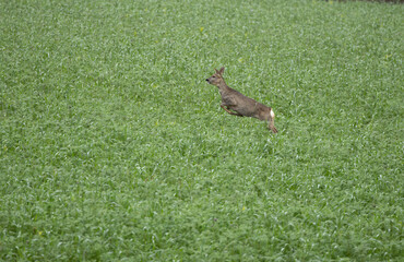 Eine Ricke im Feld mit Zwischenfrucht, ein weibliches Reh springt durch ein grünes Feld, Gras, auf der Flucht