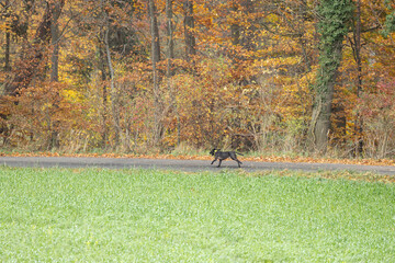 schwarzer Jagdhund bei einer Treibjagd alleine unterwegs