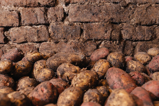 Close-up of freshly harvested, unwashed potatoes (red and yellow varieties) piled against an old, dirty brick wall in a storage cellar.