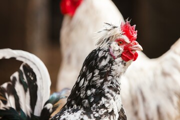 Close-up portrait of an exotic crested rooster with striking black and white speckled plumage and a...