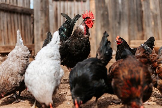 A proud black rooster with a bright red comb stands prominently among a flock of hens in a farmyard, illustrating free-range poultry farming and rural life.
