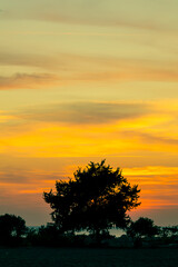 Fototapeta premium Silhouetted Trees Against Blue-Orange Sunset Sky Over the Sea