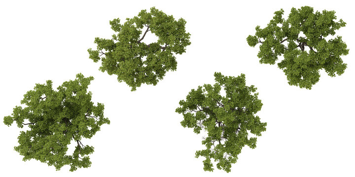 Collection of Quercus trees on transparent background from the top view
