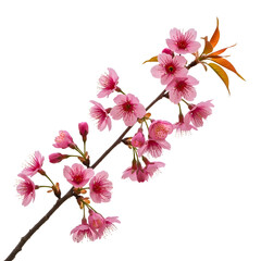 Delicate Pink Cherry Blossoms on a Branch
