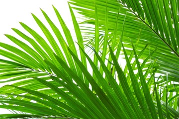 Lush Palm Fronds Against Bright Sky - Tropical Foliage Close-Up