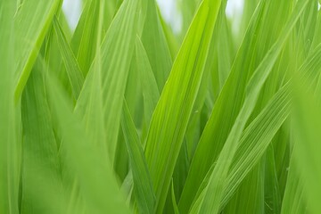 Lush Green Pampas Grass Blades - Textured Natural Background