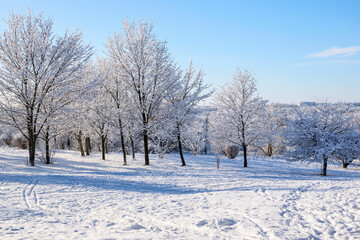 Winter landscape -  trees covered  with  snow under a blue sky