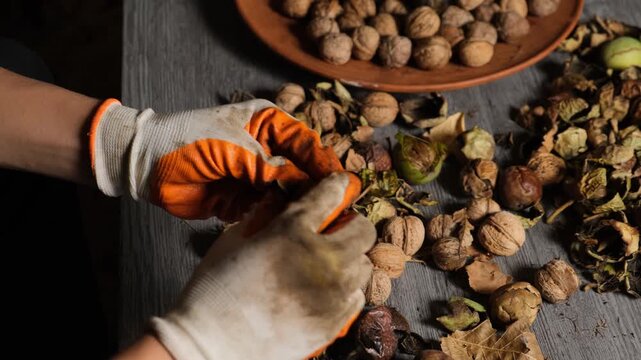 A young man removes the outer husk from a walnut, with piles of nuts spread out on a coffee table. Autumn gifts of the forest. Harvest from personal walnut trees.