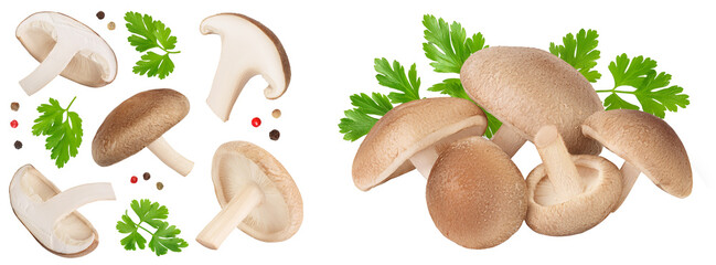 Fresh Shiitake mushroom isolated on white background . Top view with copy space for your text. Flat lay