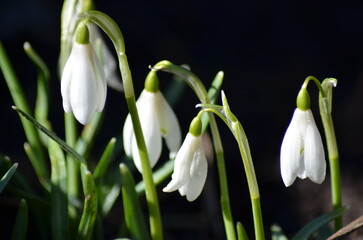 spring snowdrop flowers