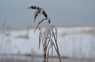 frozen grass in the snow