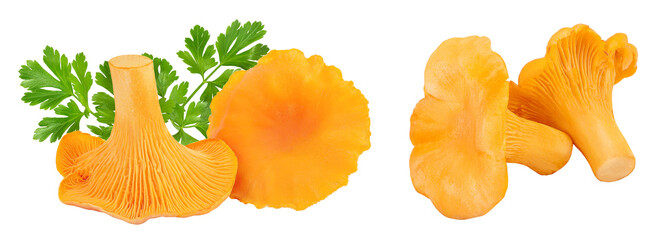 Chanterelle mushroom isolated on a white background