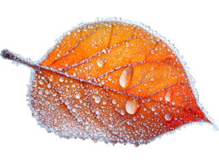 Red leaf covered with frost crystals, isolated for winter-themed compositions, seasonal designs, nature graphics, cold atmosphere accents