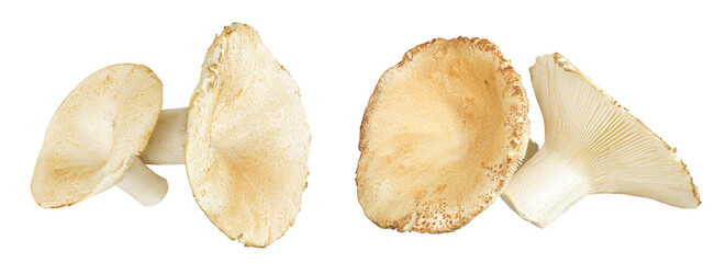 fresh milk cap boletus mushroom isolated on white background. Top view. Flat lay