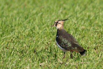 vanneau hupp&eacute;