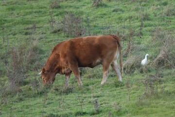 vache et garde boeuf