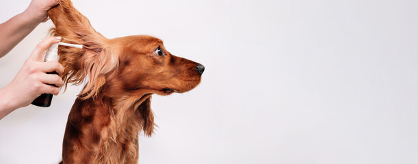 English cocker spaniel dog looking worried while owner or vet applies medicated spray solution inside its ear for hygiene, care, and medical treatment