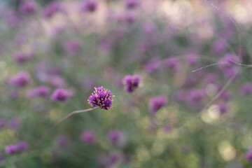 Macro closeup off gomphrena firework flower in flower field