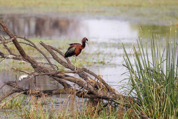Brauner Sichler, der auf einem Bein steht, im Ranthambhore Nationalpark, Indien