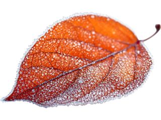 Red leaf covered with frost crystals, isolated for winter-themed compositions, seasonal designs, nature graphics, cold atmosphere accents