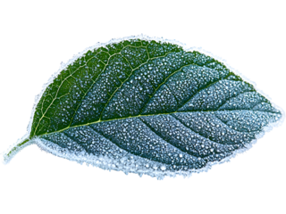 Blue-green frosted leaf displayed horizontally, isolated for icy-themed visuals, seasonal decorations, winter branding, atmospheric graphics