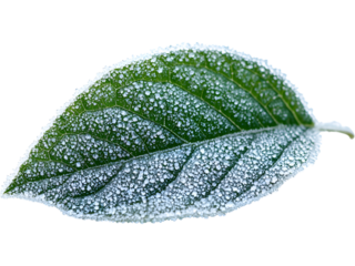 Blue-green frosted leaf displayed horizontally, isolated for icy-themed visuals, seasonal decorations, winter branding, atmospheric graphics