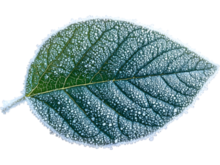 Blue-green frosted leaf displayed horizontally, isolated for icy-themed visuals, seasonal decorations, winter branding, atmospheric graphics