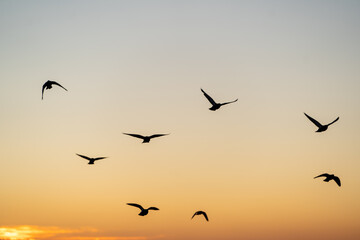 peaceful morning scene, bright sky meets silent ocean, early light illuminates peaceful seaside view, dawn reveals tranquil shoreline with soaring birds and gentle coastal breezes
