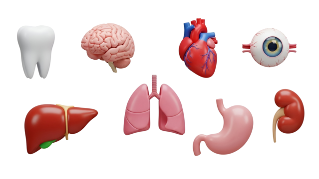 Human internal organs isolated on transparent background, including the brain, heart, liver, and stomach - Powered by Adobe