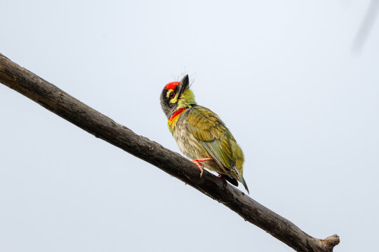 Kupferschmied-Bartvogel auf einem Ast