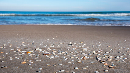 caracola, conchas y almejas de mar en la playa
