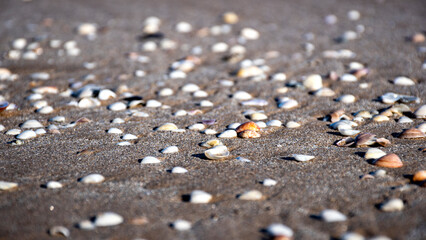 caracola, conchas y almejas de mar en la playa