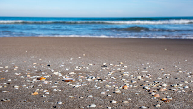 caracola, conchas y almejas de mar en la playa