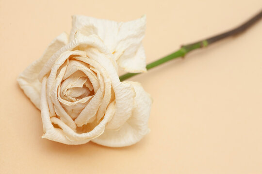 dry rose on beige background - design template