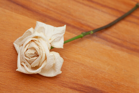 dry rose on  a warm-toned wooden surface