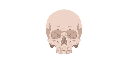 Anatomical Skull Illustration on White Background.