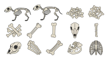Animal Skeleton Anatomy - Bone Structure and Skull Illustrations.